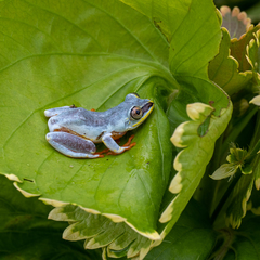 Heterixalus madagascariensis