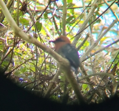 Baryphthengus martii