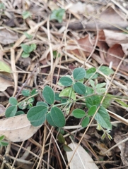 Desmodium scorpiurus
