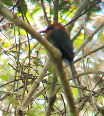 Baryphthengus martii