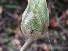 Tetranychidae