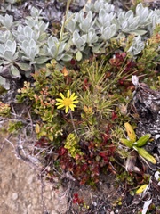 Brachyglottis bellidioides