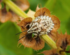 Carpocoris purpureipennis