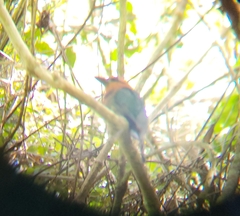 Baryphthengus martii