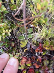 Brachyglottis bellidioides