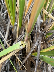 Chionochloa