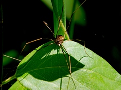 Leiobunum bimaculatum