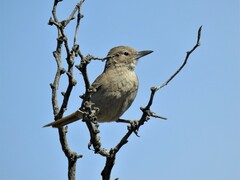 Pseudoseisura gutturalis