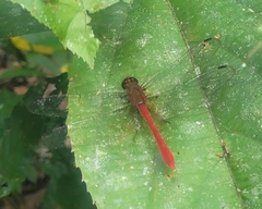 Rhodopygia hinei