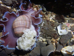Hydatina physis