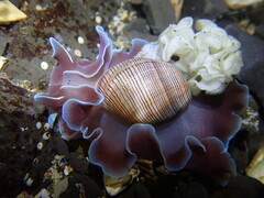 Hydatina physis