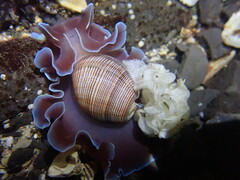 Hydatina physis