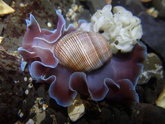 Hydatina physis