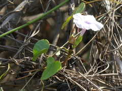 Ipomoea sagittifolia