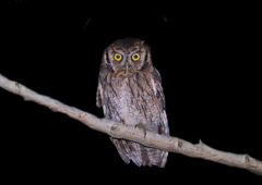 Megascops sanctaecatarinae