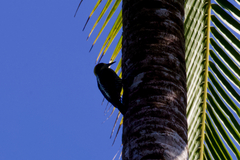 Melanerpes chrysauchen