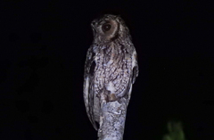 Megascops sanctaecatarinae