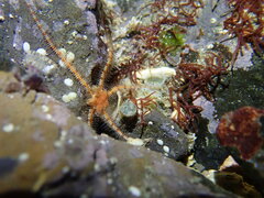 Ophiocoma scolopendrina