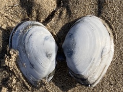 Rexithaerus secta