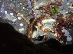Ophiocoma scolopendrina