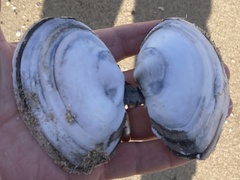 Rexithaerus secta
