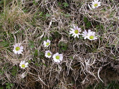 Callianthemum kernerianum