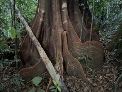 Tachigali versicolor