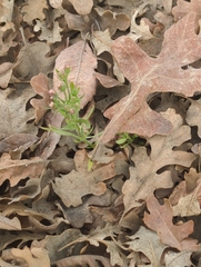 Microsteris gracilis