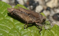 Tetrix tenuicornis