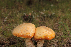 Amanita muscaria