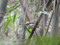 Lathrotriccus euleri