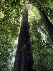 Tachigali versicolor