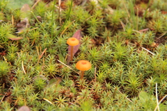 Galerina paludosa