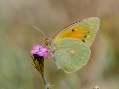 Colias aurorina