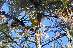 Leiothlypis ruficapilla