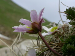 Callianthemum kernerianum