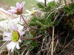 Callianthemum kernerianum