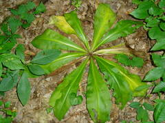 Frasera caroliniensis