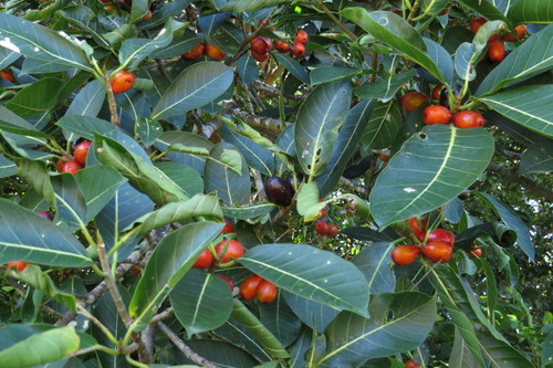 Brown-woolly fig (Ficus drupacea)
