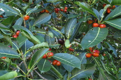 Ficus drupacea