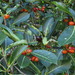 Ficus drupacea - Photo (c) coenobita, μερικά δικαιώματα διατηρούνται (CC BY)