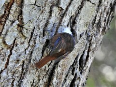 Pygarrhichas albogularis