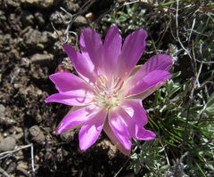 Lewisia rediviva