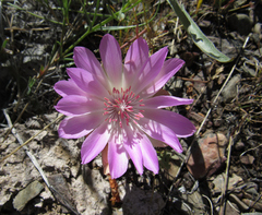 Lewisia rediviva