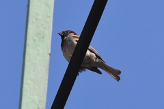 Passer domesticus