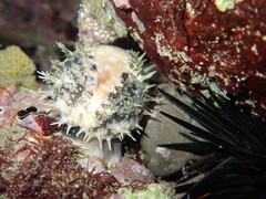 Lyncina vitellus