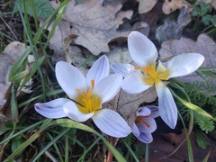 Crocus biflorus