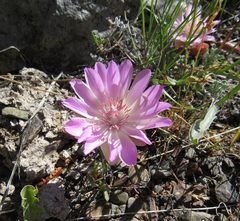 Lewisia rediviva