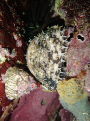 Lyncina vitellus