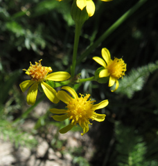 Senecio integerrimus